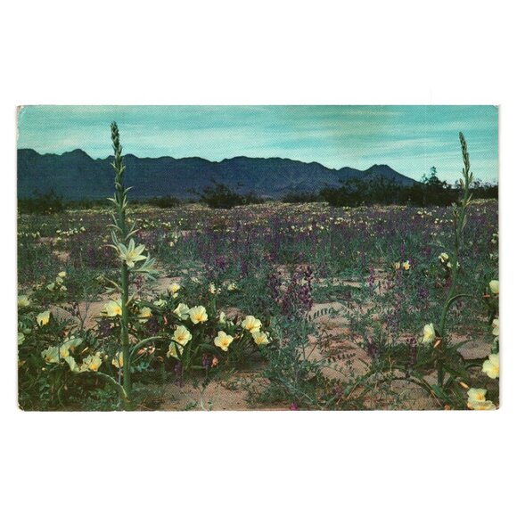 Vintage Desert In Bloom Postcard Columbia Lupine Desert Lilies Travel Roadside - Picture 1 of 2